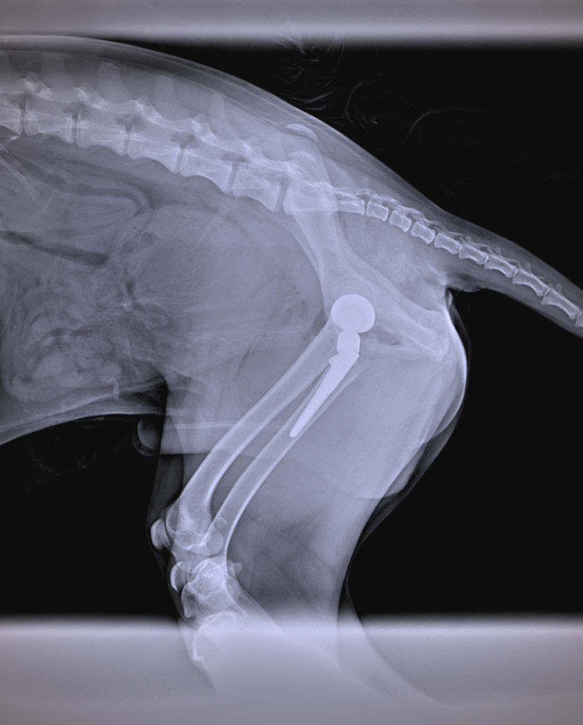 我们再次为这只边境牧羊犬拍摄了x光片,以确认手术效果