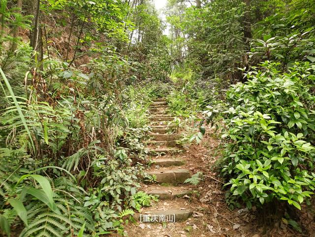 南山野趣篇|春天岭小道(月亮湖-丁家坡)