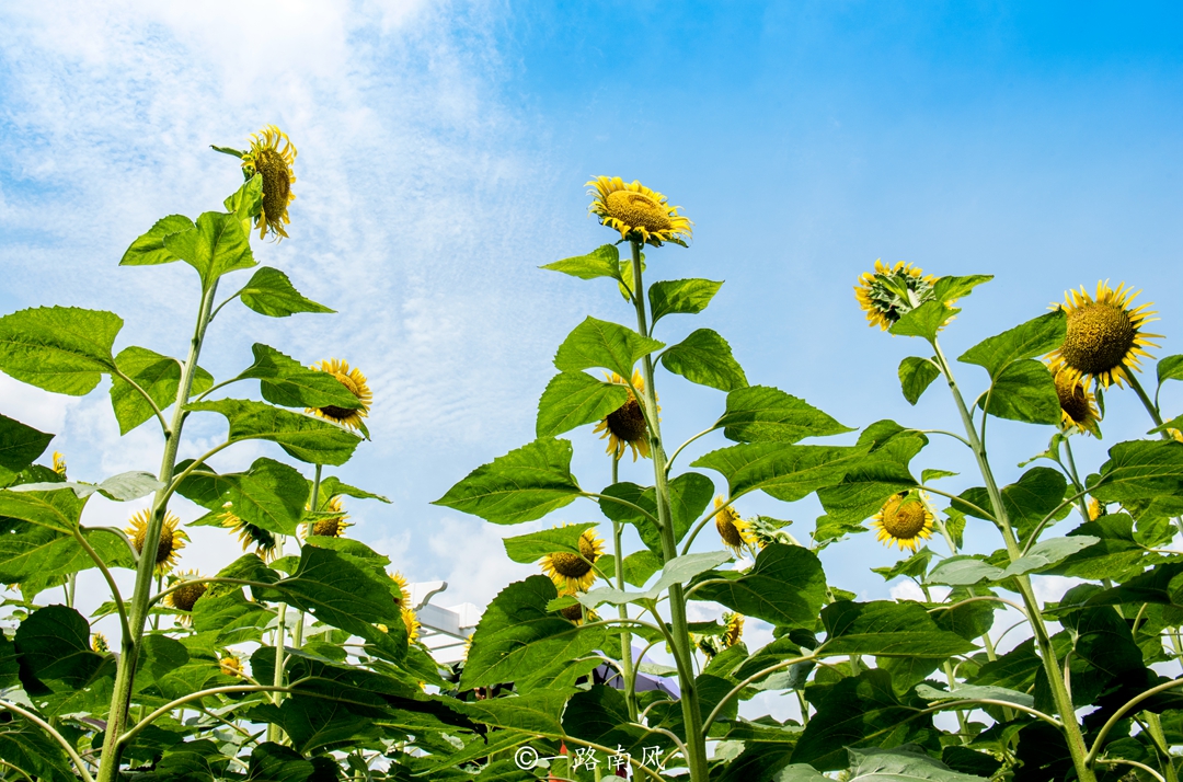目的地攻略 中国向日葵最多的公园 位于广州南沙 现已成为网红景区 Yhouse悦会