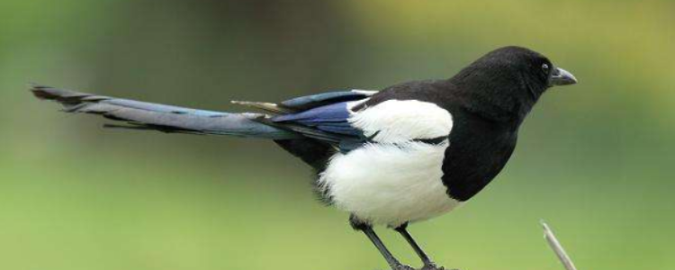 蓬门荜户打一动物