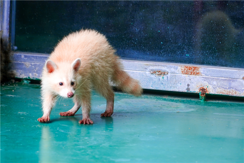 1/750000概率的白化小浣熊亮相徐州 饲养员讲述"珍珠"成长记