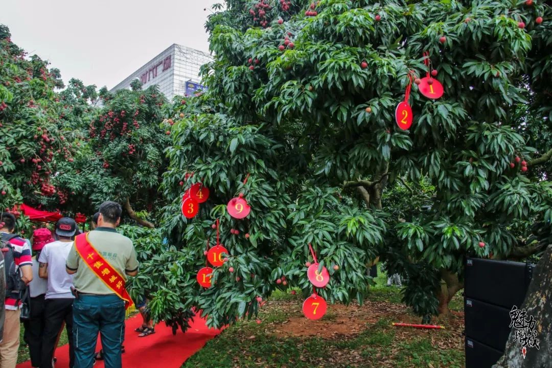 全球最贵的水果,就来自中国,售价55.5万元,够买一套房!