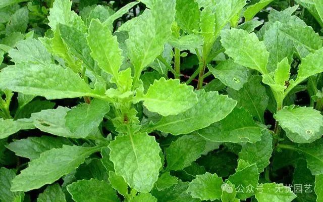 被誉为富贵聪明菜的白凤菜(片仔癀草)