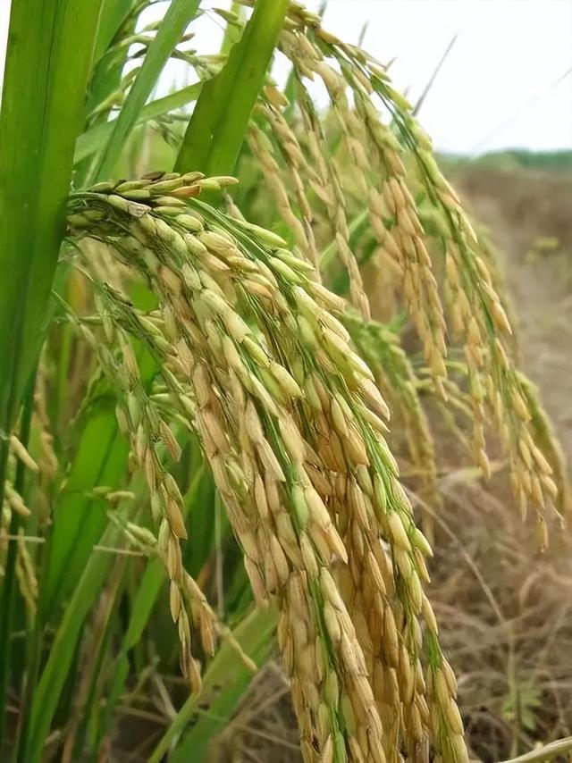 冯建荣:越人的四大创新发明