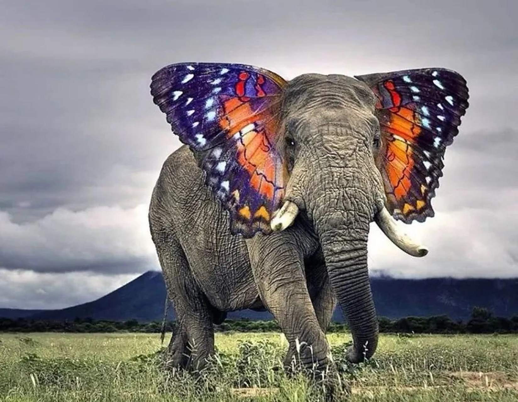 a:大象 b:蝴蝶 c:同时看见  答案解析看评论区!  本测试仅供娱乐!