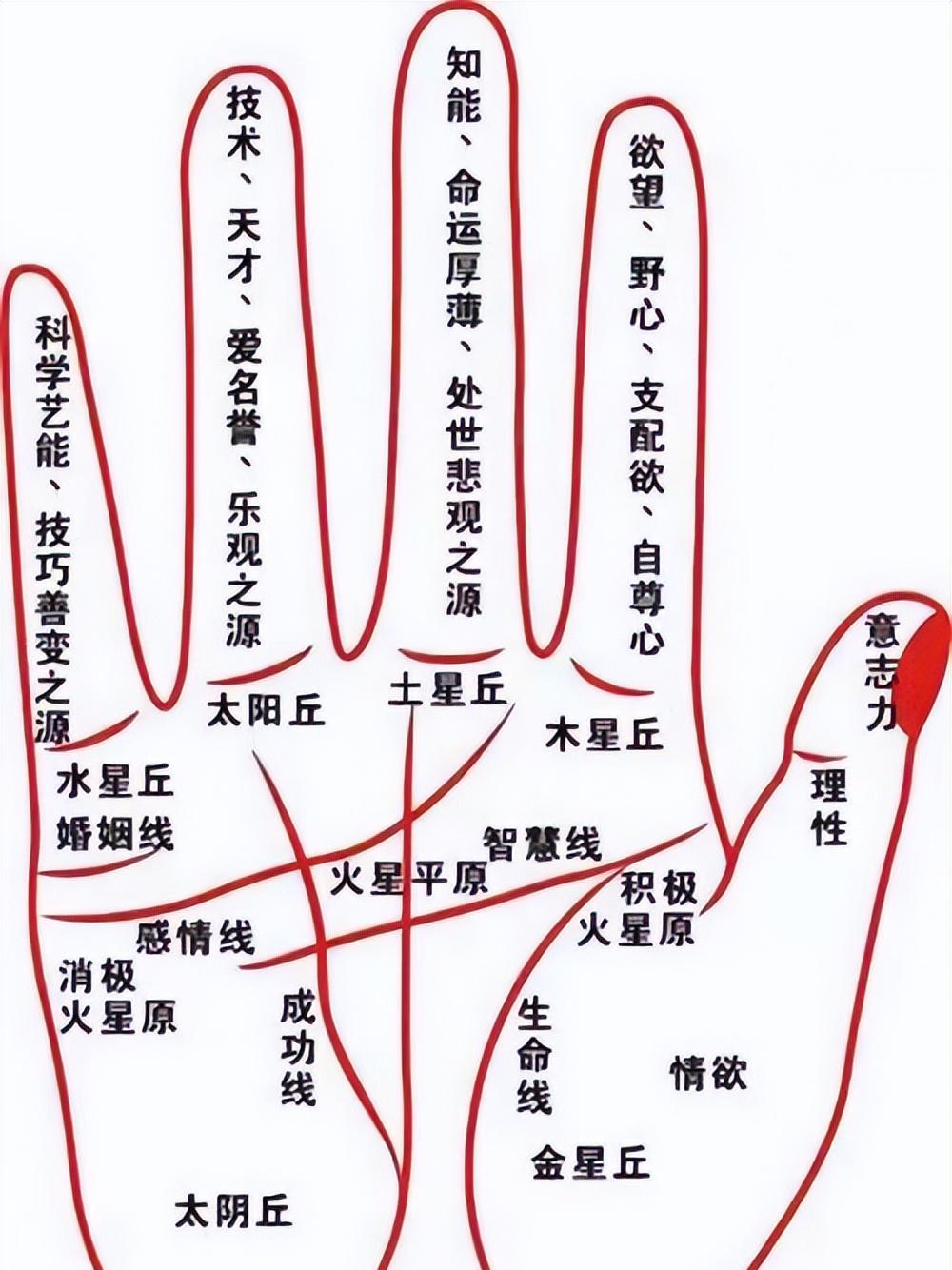 民间俗语:"断掌一条线,富贵不相欠",什么意思?你是断掌吗?