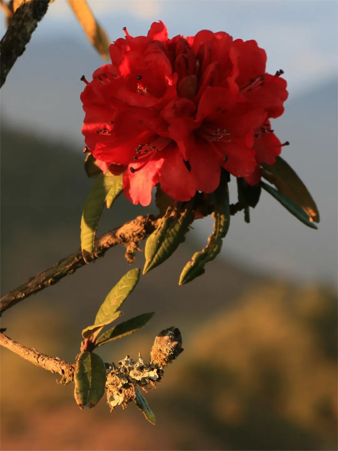 探秘腾冲东山上的大树杜鹃