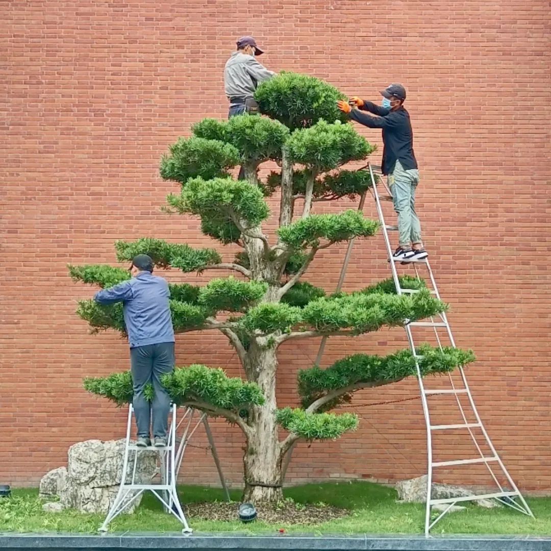 迎接“党的二十大”上海植物园积极开展中共一大会址纪念馆绿化提升带教工作 迎接“党的二十大”上海植物园积极开展中共一大会址纪念馆绿化提升带教工作