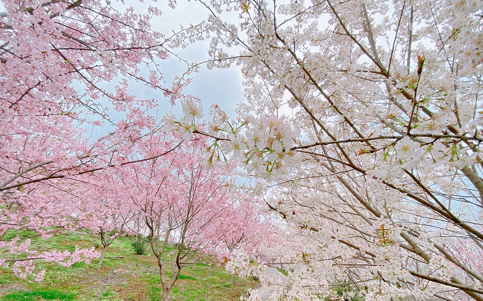 8:30-18:30包头南海首届樱花节03一起走进春天的怀抱九原区特色农产品