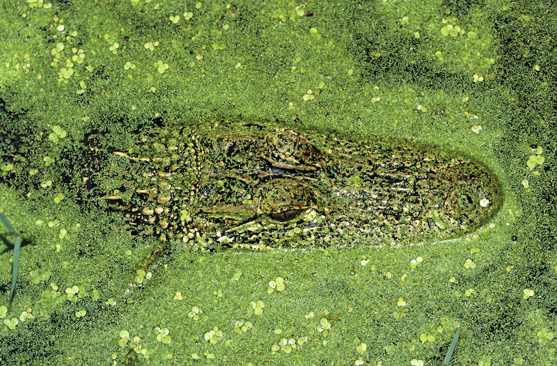 融合在一起:善于伪装的动物