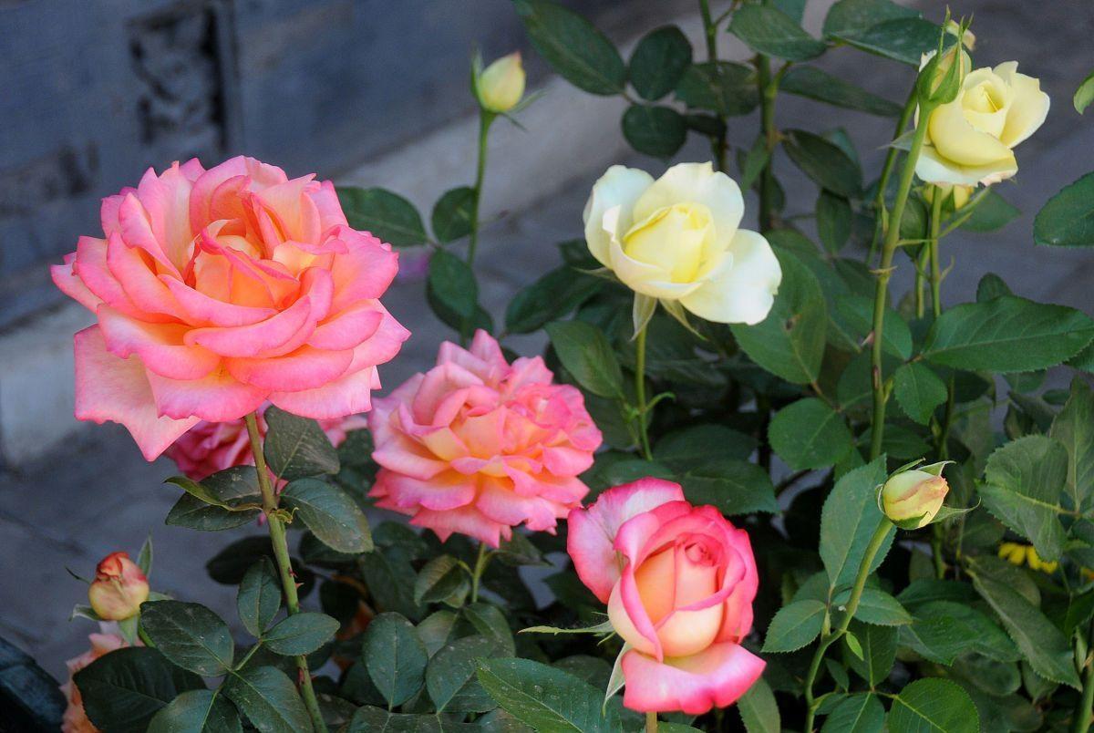 月季花:寓意美丽与坚韧,花语诠释恒久情长