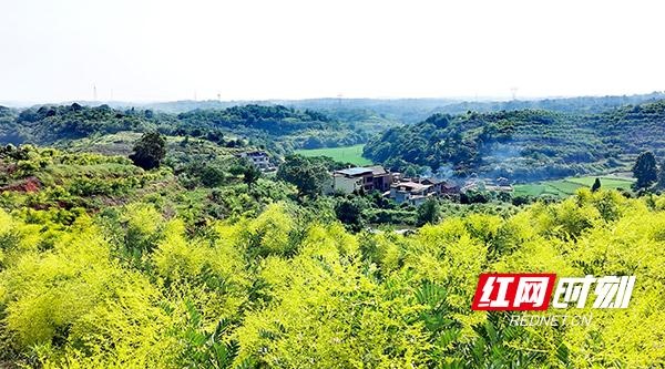 衡南界牌村:金槐飘香带富一方