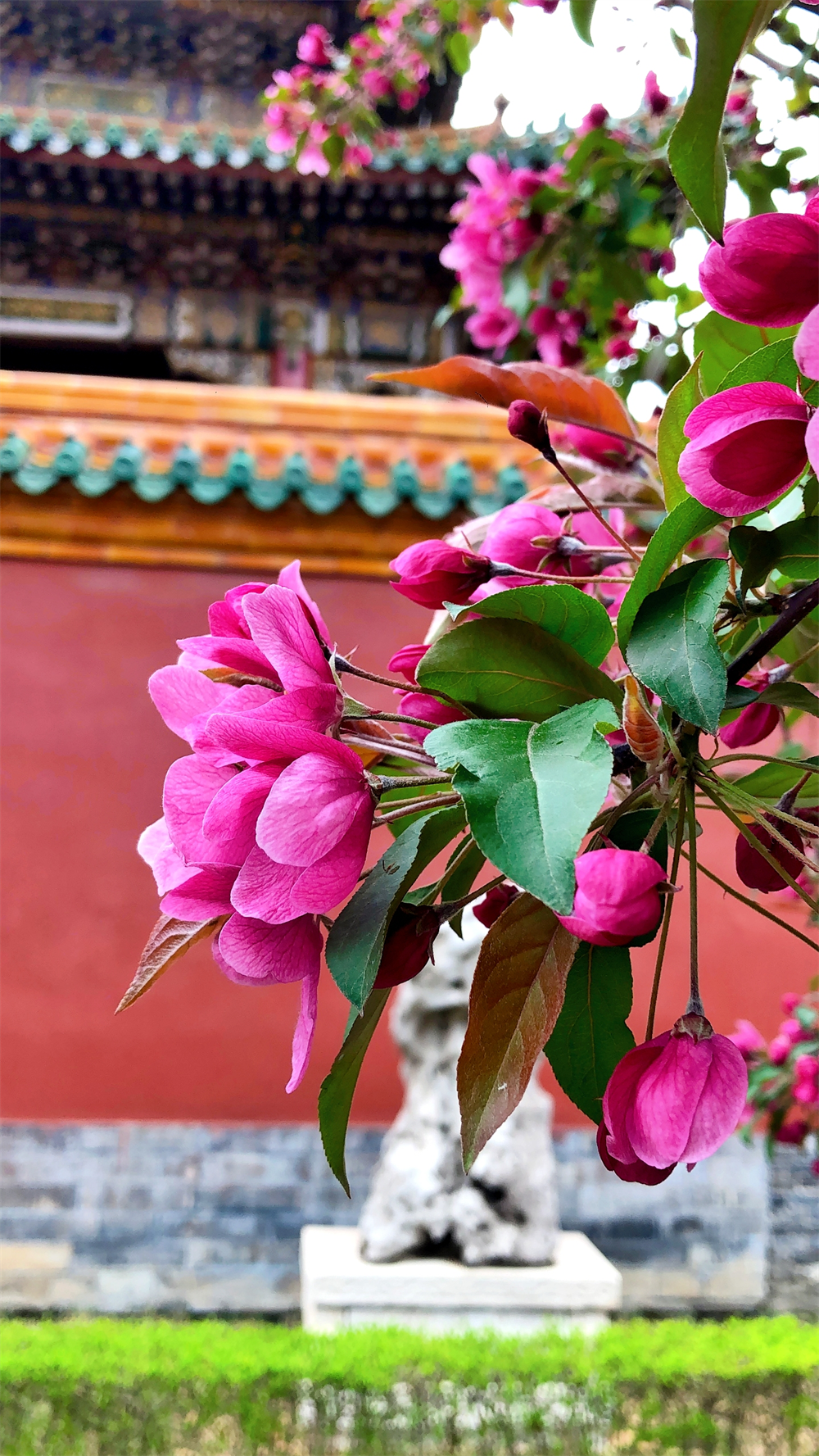 从4月美到10月沈阳故宫赏花攻略来啦