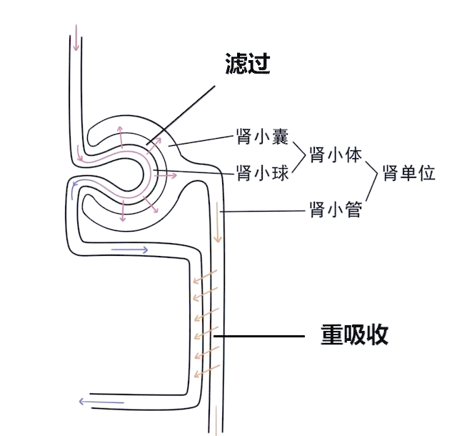 全面了解血液透析,血液滤过与血液灌流的原理与功效