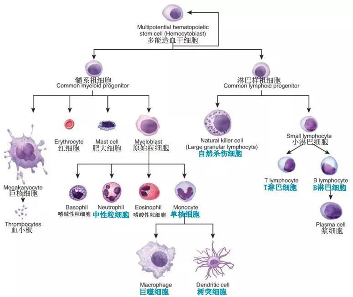 三种血细胞结构图图片