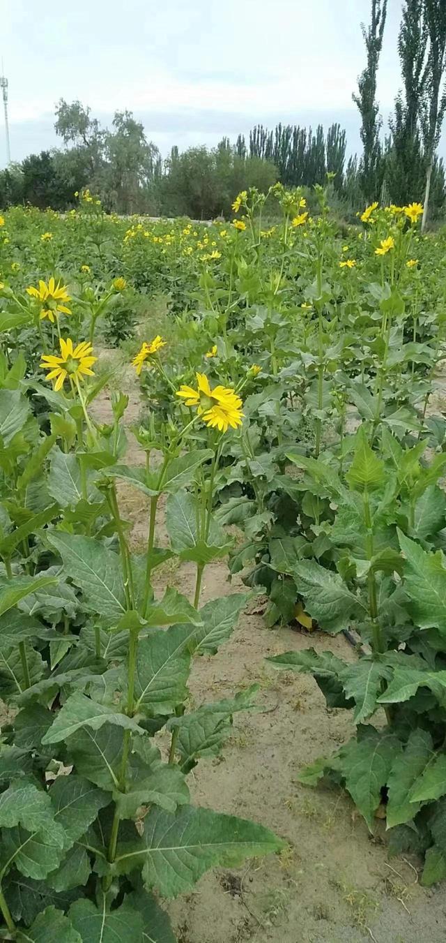 天香菊苣牧草图片