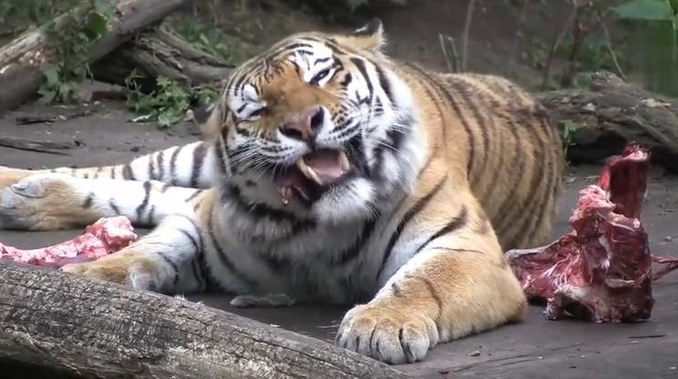 老虎喜欢吃什么东西