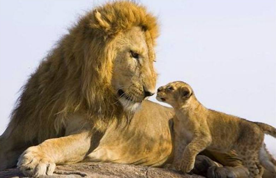 雄狮第一次见到孩子的时候,整个狮都变了,镜头记录全过程!