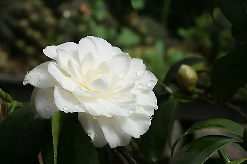 白色椿花的花语图片