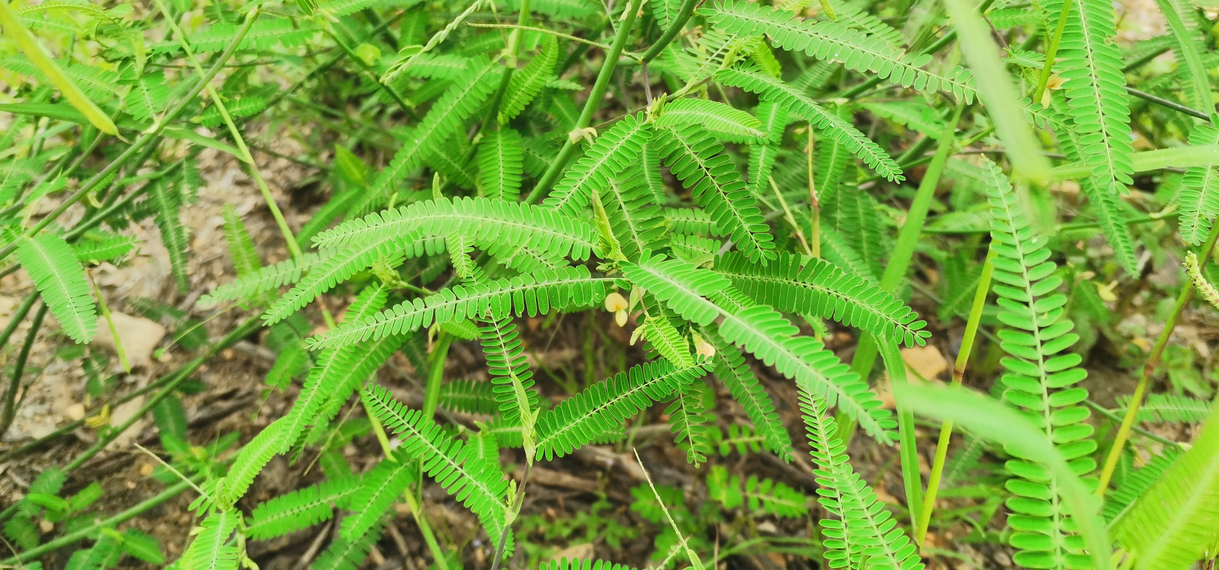 合萌以全草或梗,根入药,也叫梗通草