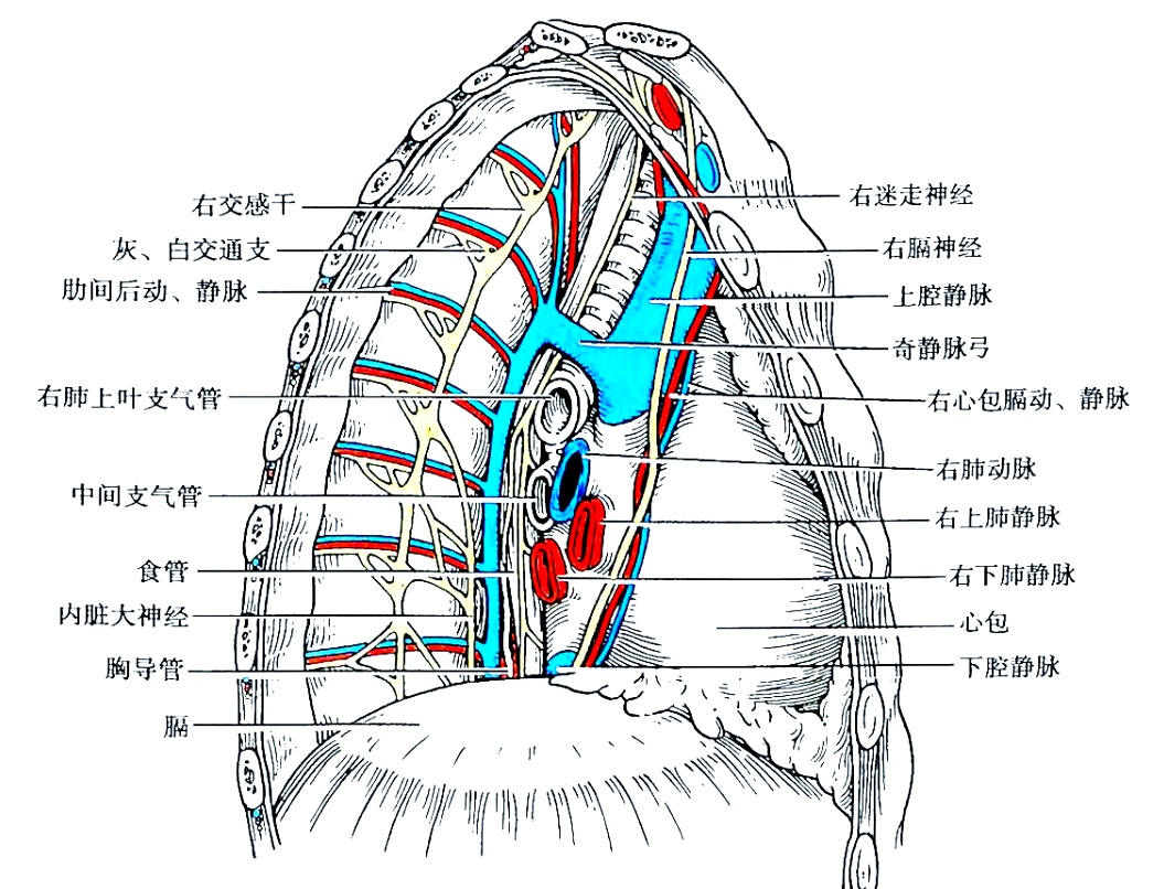 心包隆凸则位于肺根前下方,凸显其独特的结构特点