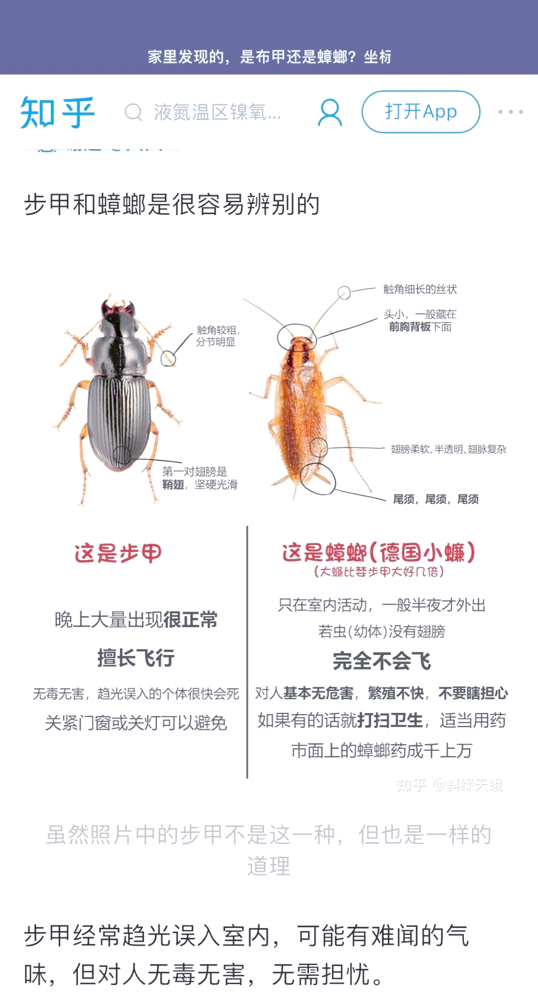 中华婪步甲大揭秘:为何家中频频出现?