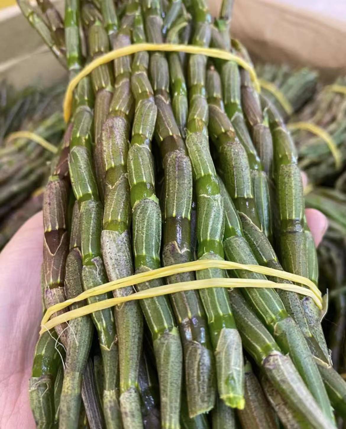 正宗霍山铁皮石斛多少钱?