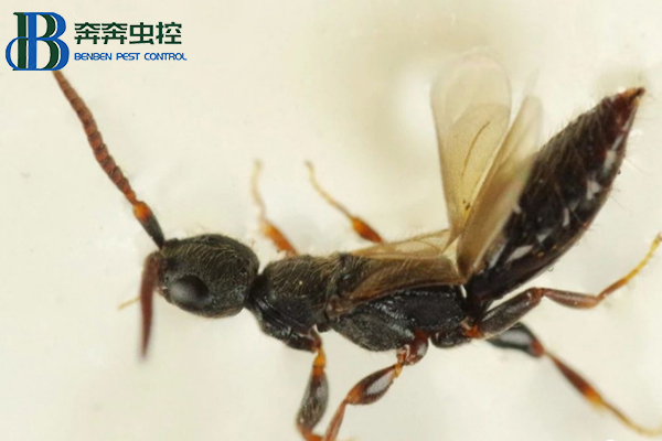 如何防治肿腿蜂,让上海虫控来告诉你!