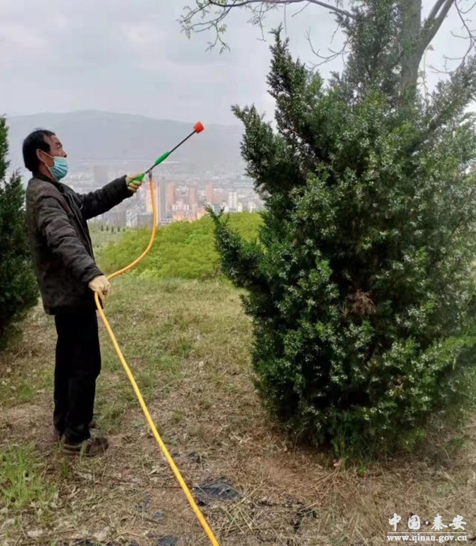 秦安县林草局及时开展塔柏锈病防治工作
