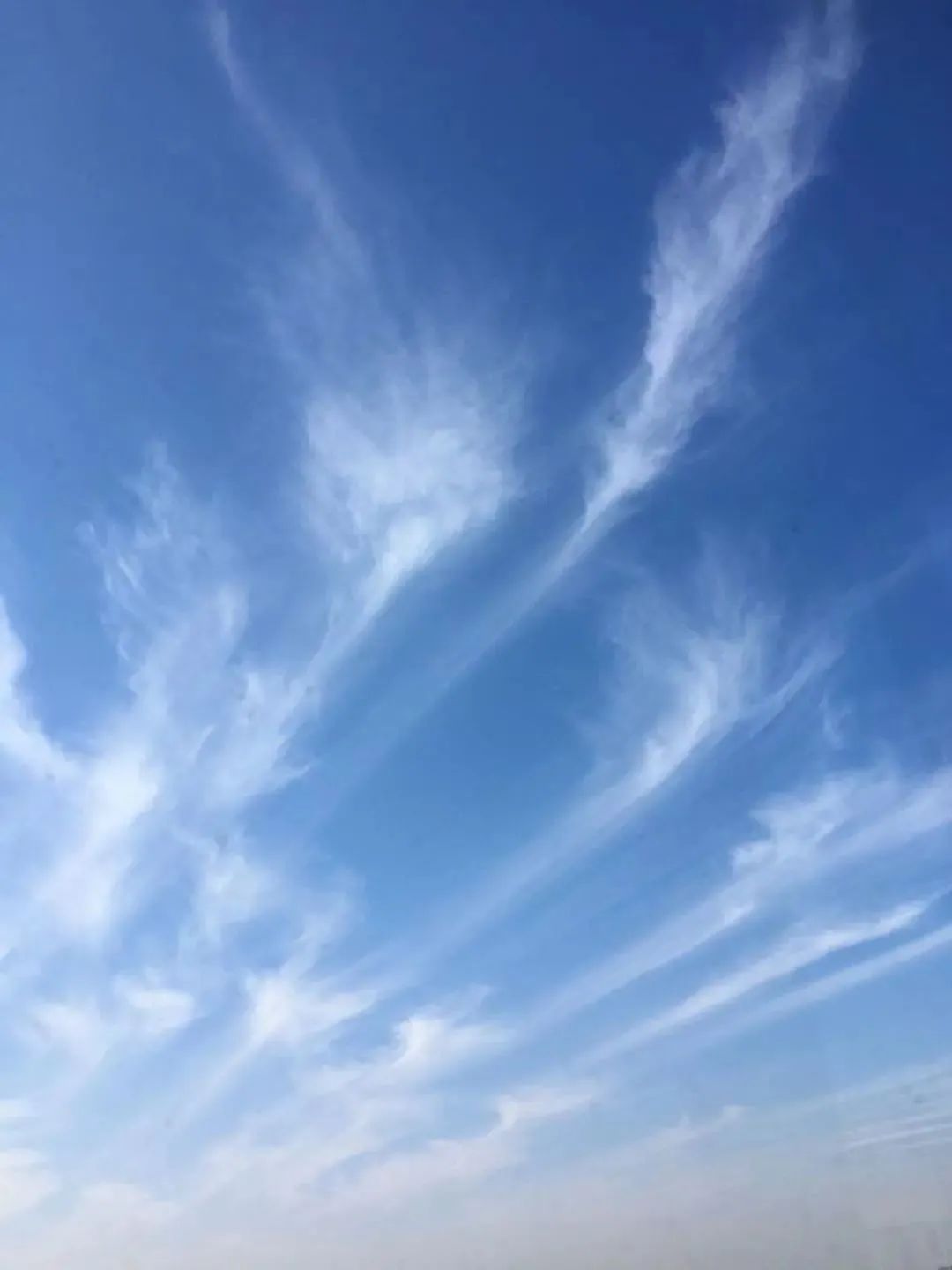 「圖集」毛卷雲,鉤捲雲……今天,申城上空美美的雲你拍了嗎?