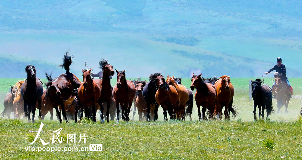 甘肃张掖:祁连山下骏马奔腾嘶鸣欢