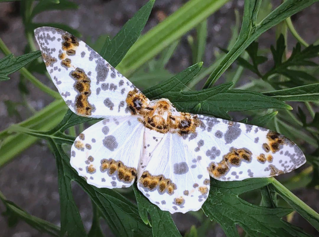 多种尺蛾分布广泛,它们有什么独特魅力