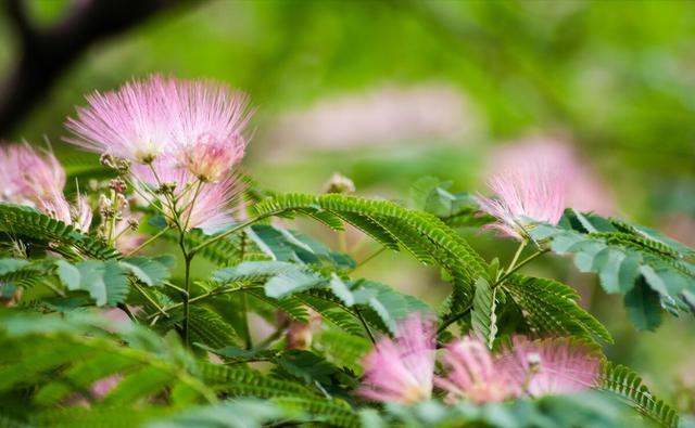 白塔山的合欢木