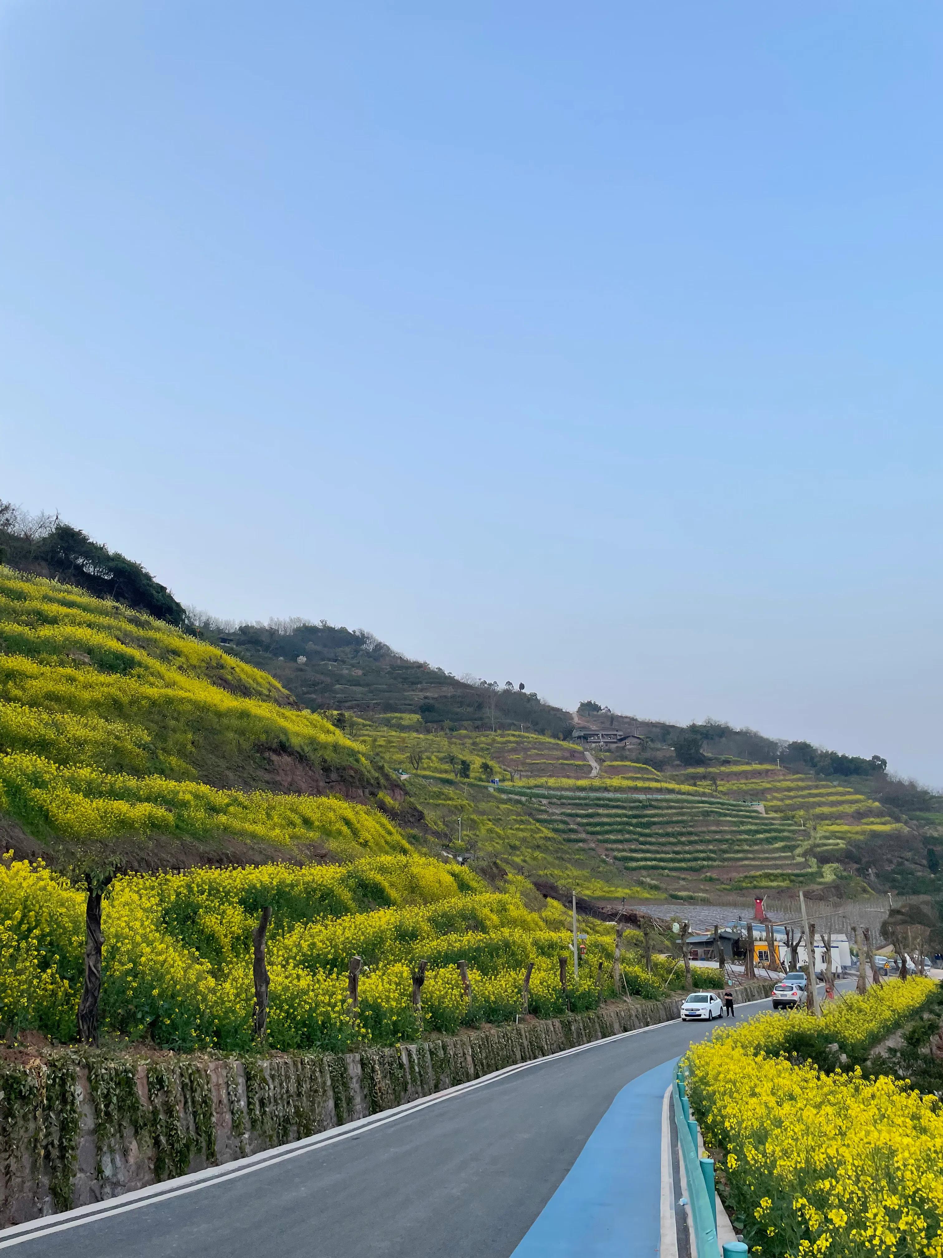 重庆大渡口油菜花图片