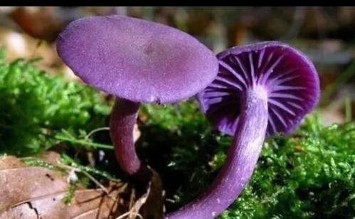 松树蘑菇焯水变紫色图片