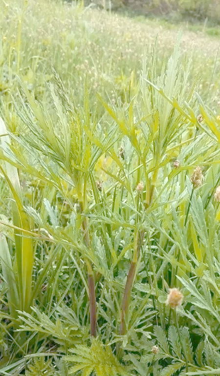 柳蒿的独特魅力:从采摘到品尝的全方位享受