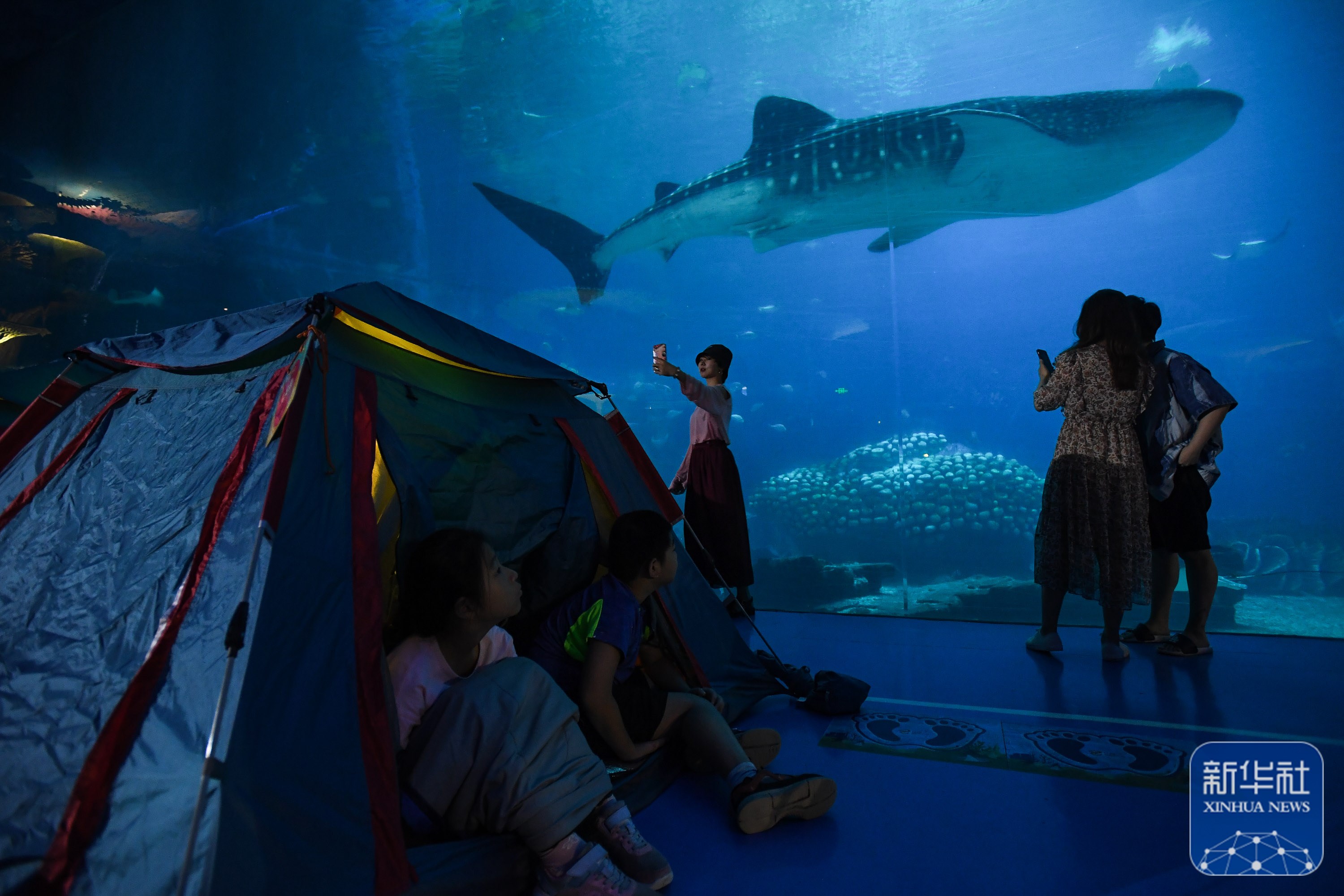 夜宿"海底"与鲸鲨"同眠"