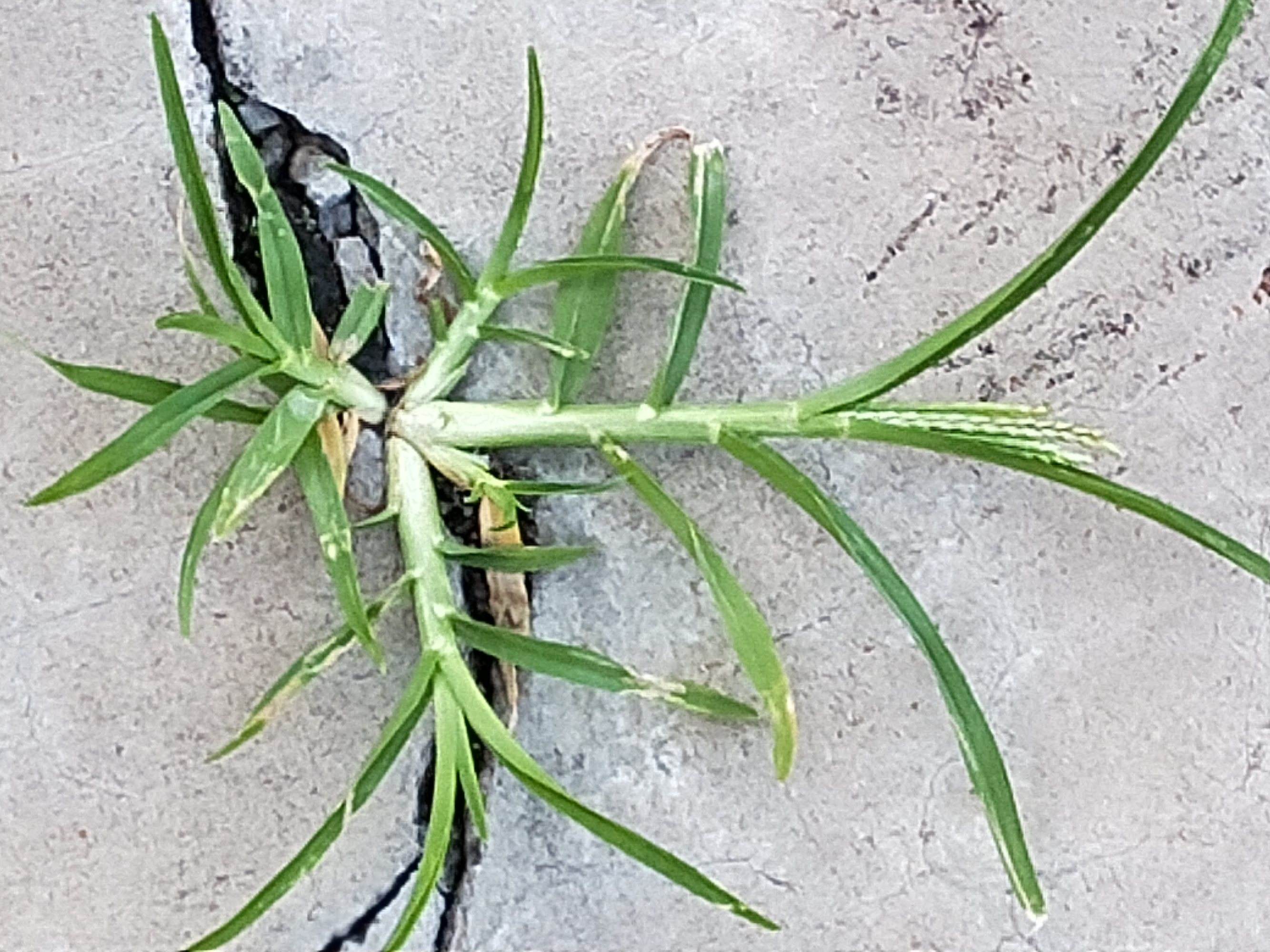 农村有一种"坚强"的野草,踩不死,晒不死,煲汤煮水能清热解暑