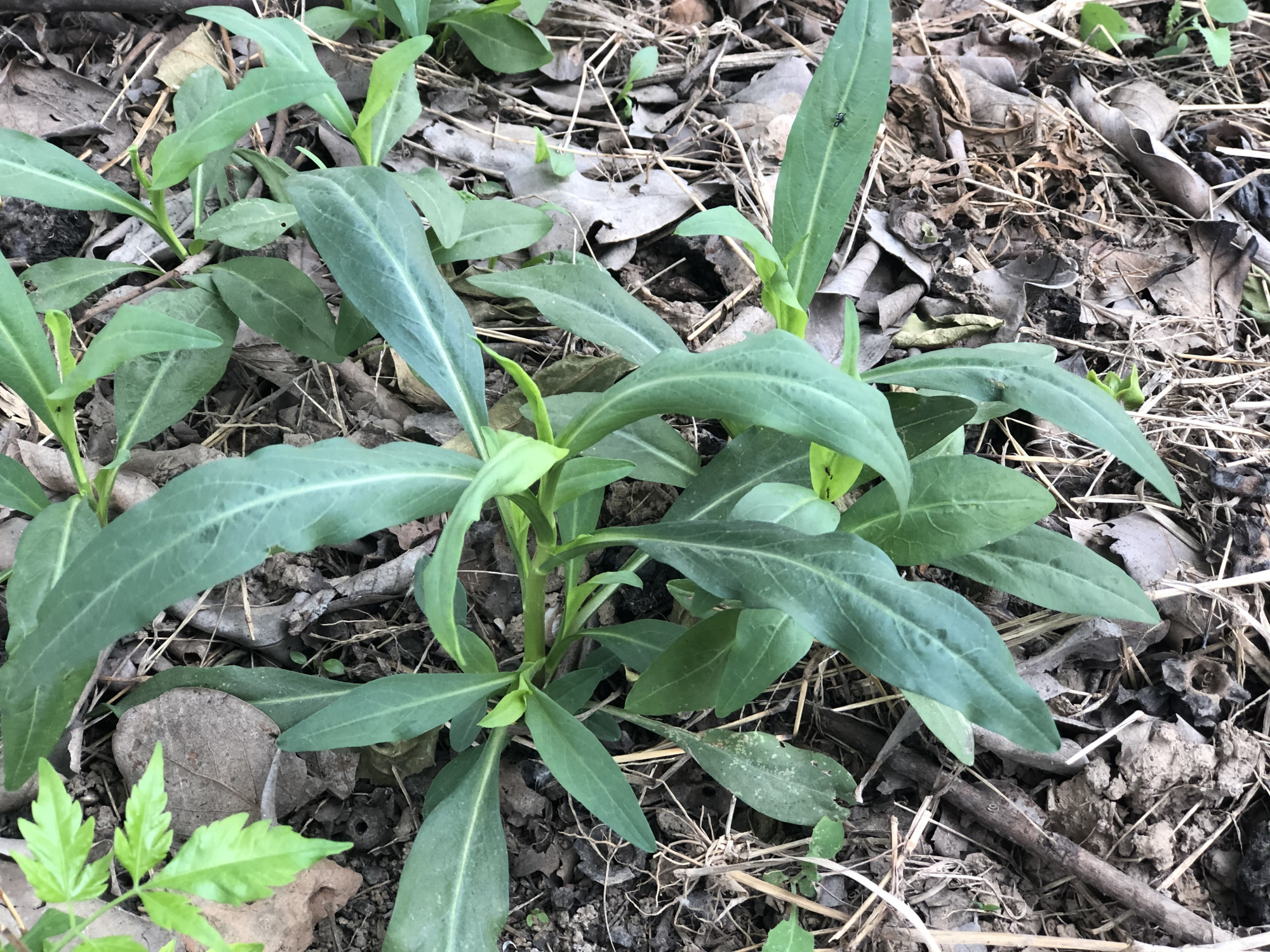 山东人爱吃的10种野菜,现在刚发芽,大多是"去火"的好食材!