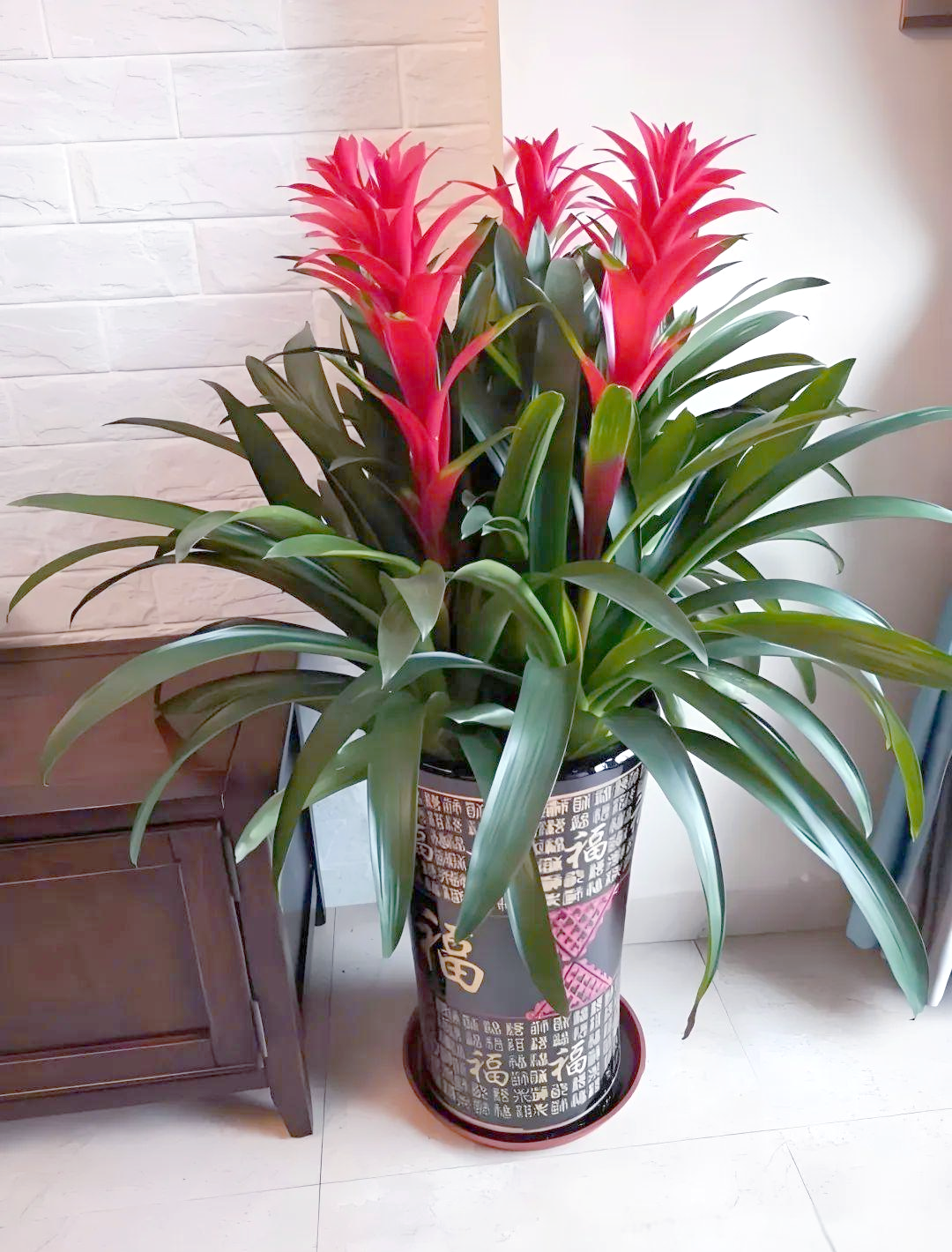 家中摆放多种"转运树",好运自然来,霉运随风去!