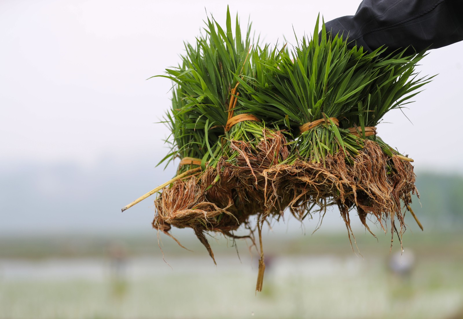 岑巩县水尾镇:杂交水稻制种移栽忙