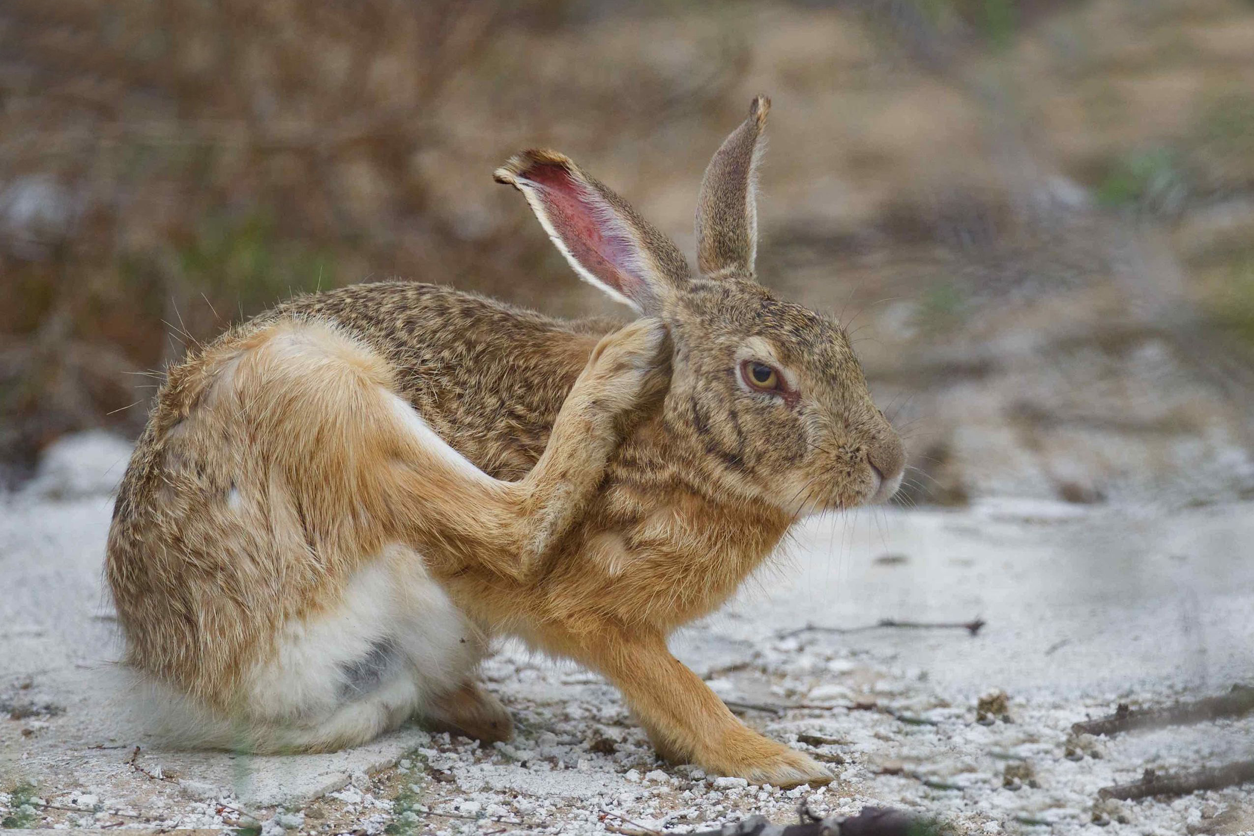持续100多年,澳洲100亿只野兔泛滥成灾,当地人为何不吃?