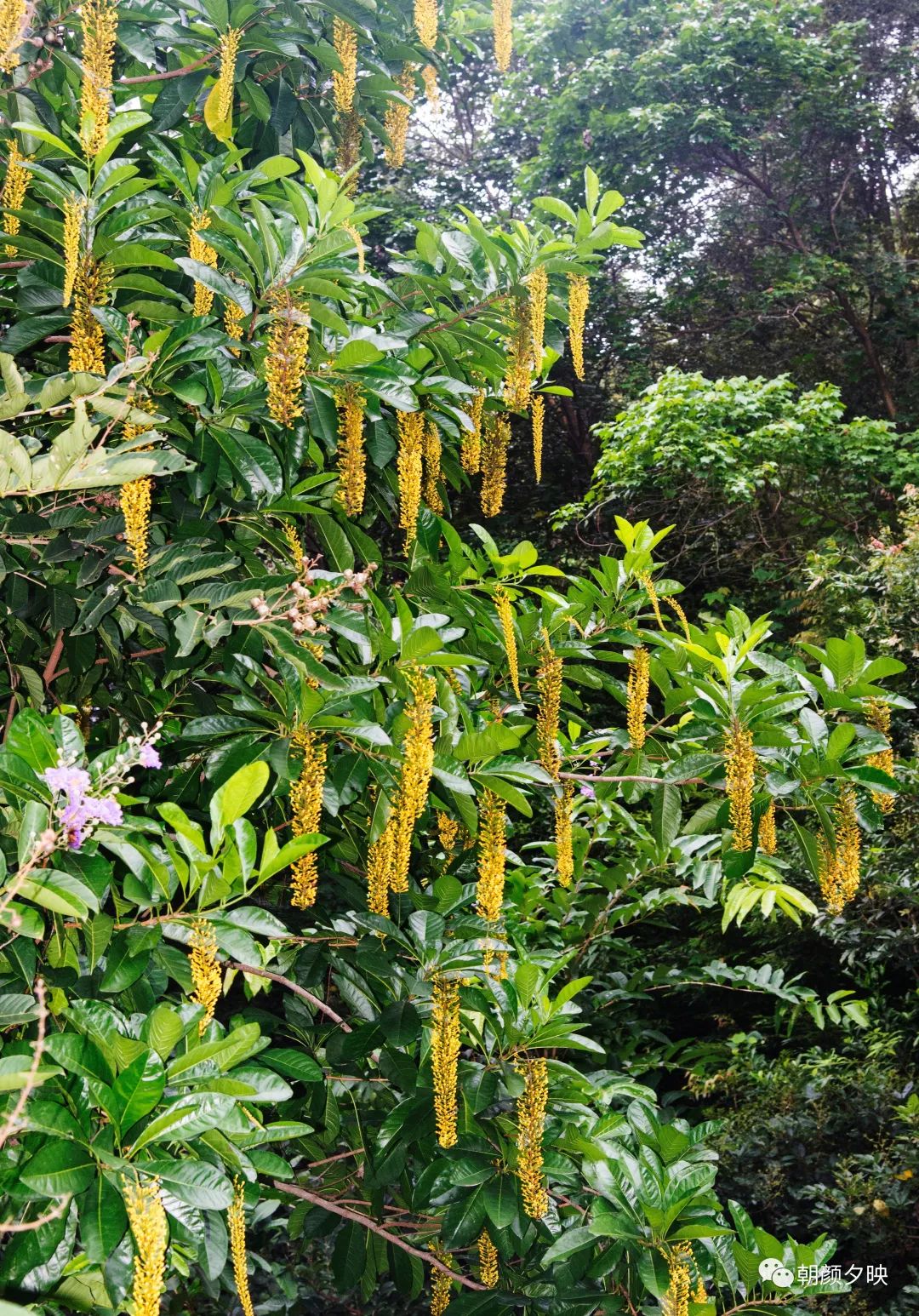 金虎尾花图片