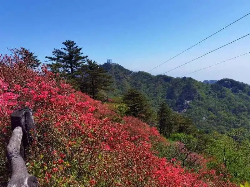 421龟峰山杜鹃花海实况