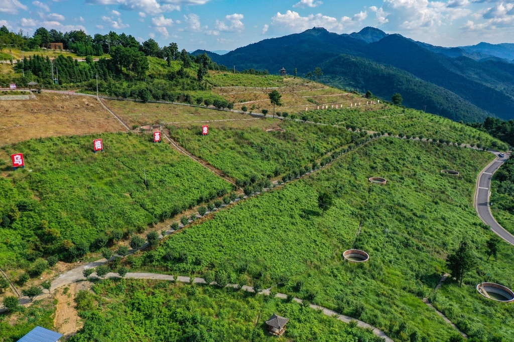 达州乌梅基地图片