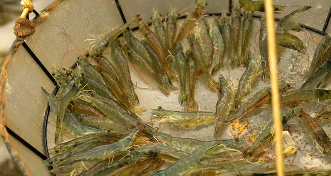 黄平县重安镇成功养殖对虾,填补黔东南州对虾养殖产业空白