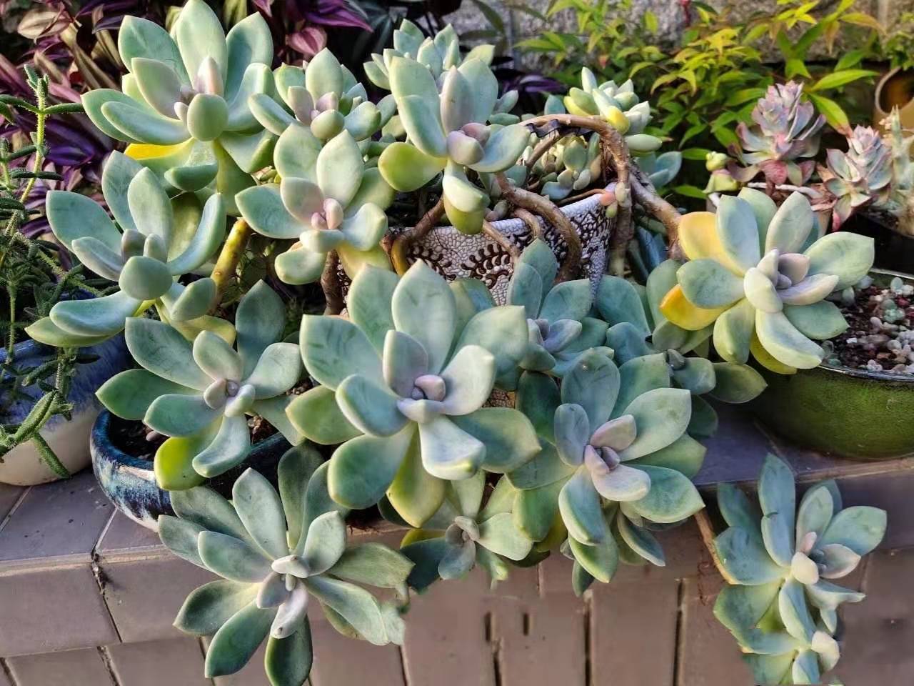 如果总养不活多肉,就养一盆"冬美人"吧,想死都难