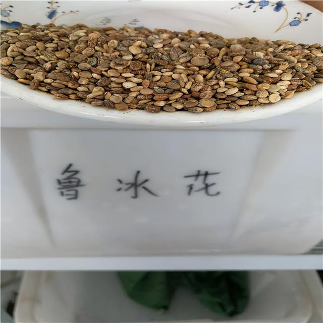 鲁冰花种子长什么样