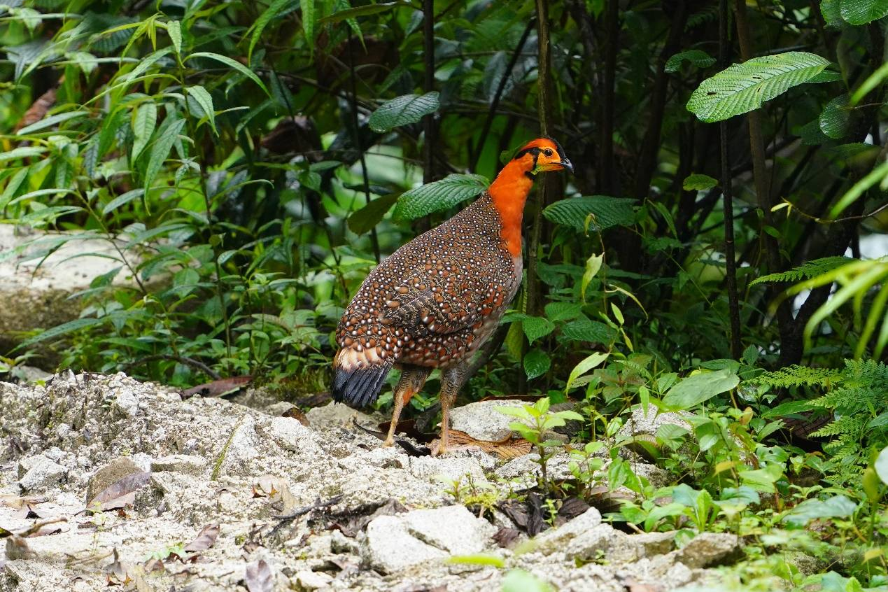 消失107年后,灰腹角雉再次现身,这次出现在西藏,环境变好了吗
