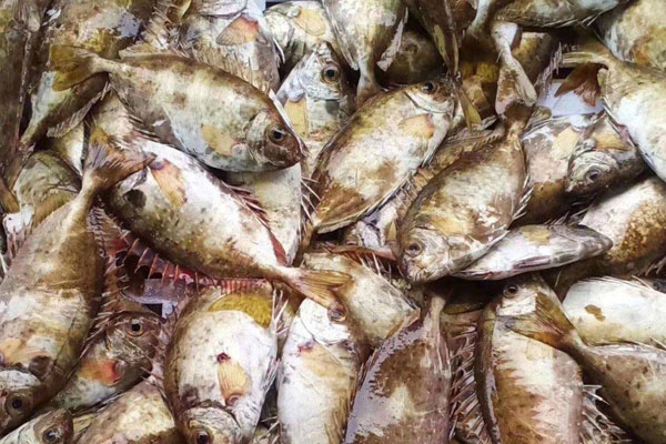广东这种特别的无鳞海鱼,鳍有小毒,腹有臭味,活鱼能卖70元一斤